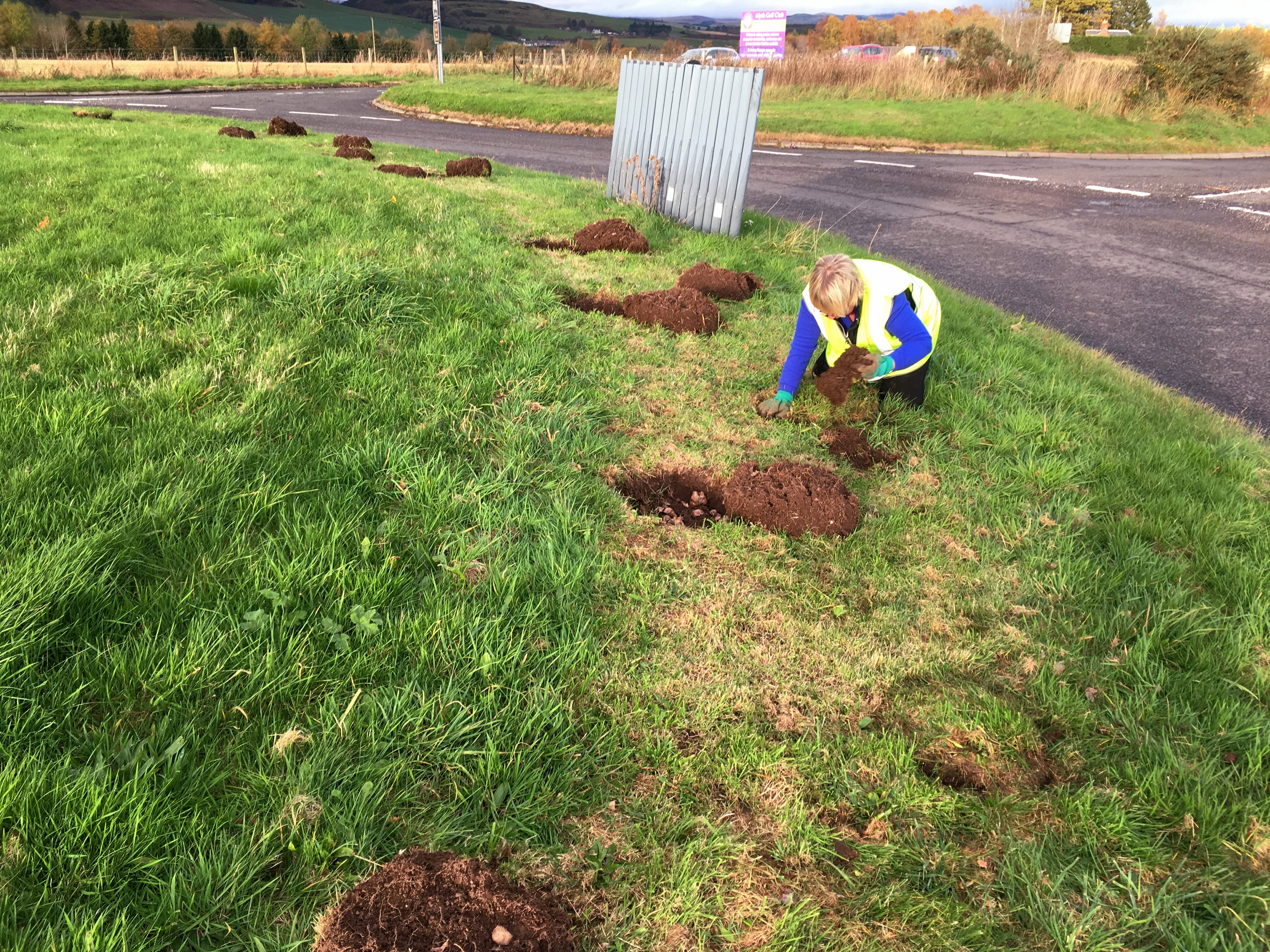 Planting Daffodils